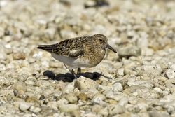 Sanderling