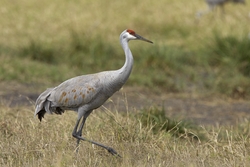 Sandhill Crane