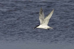 Sandwich Tern