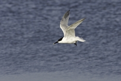 Sandwich Tern