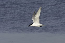 Sandwich Tern