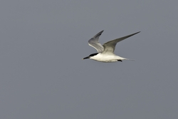 Sandwich Tern