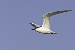 Sandwich Tern