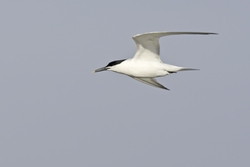 Sandwich Tern