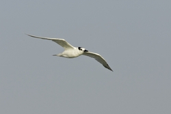 Sandwich Tern