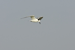 Sandwich Tern