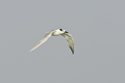 Sandwich Tern