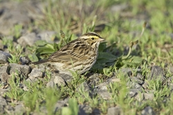 Savannah Sparrow
