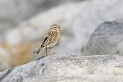 Savannah Sparrow
