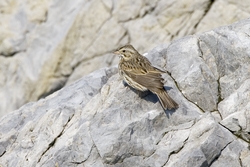 Savannah Sparrow