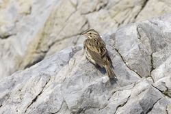 Savannah Sparrow
