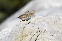 Savannah Sparrow