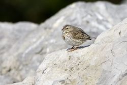 Savannah Sparrow