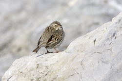 Savannah Sparrow