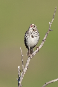 Savannah Sparrow