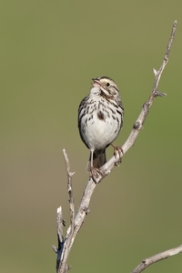 Savannah Sparrow