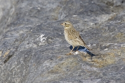Savannah Sparrow