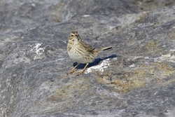 Savannah Sparrow