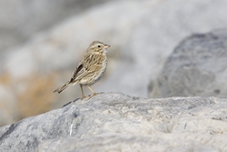 Savannah Sparrow