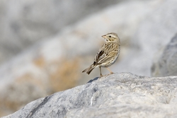 Savannah Sparrow