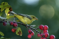 Scarlet Tanager