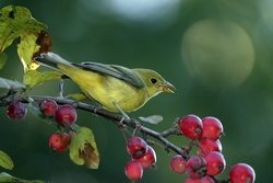 Scarlet Tanager