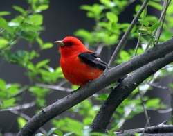 Scarlet Tanager