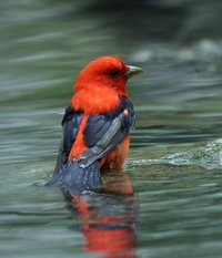 Scarlet Tanager