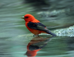 Scarlet Tanager