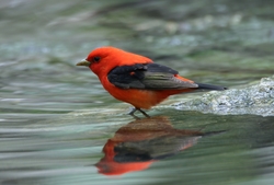 Scarlet Tanager