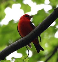 Scarlet Tanager