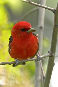 Scarlet Tanager