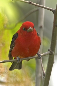 Scarlet Tanager