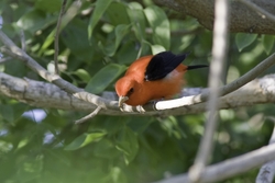 Scarlet Tanager