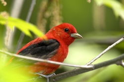 Scarlet Tanager