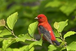 Scarlet Tanager