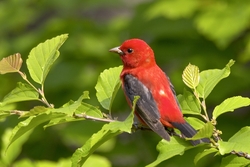 Scarlet Tanager