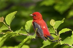 Scarlet Tanager