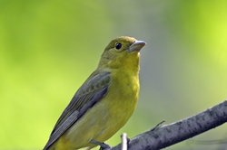 Scarlet Tanager
