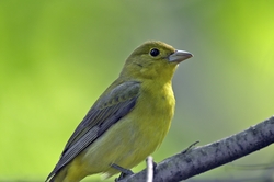 Scarlet Tanager