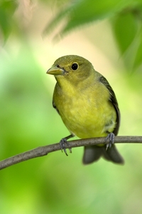 Scarlet Tanager