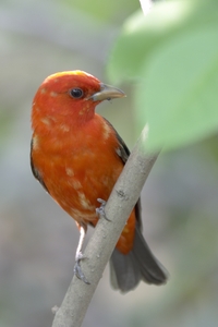 Scarlet Tanager