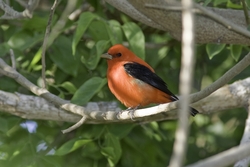 Scarlet Tanager