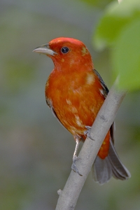 Scarlet Tanager