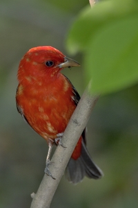 Scarlet Tanager