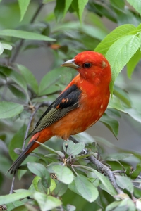 Scarlet Tanager