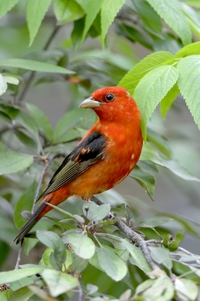 Scarlet Tanager