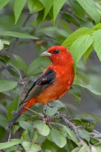 Scarlet Tanager