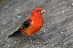 Scarlet Tanager