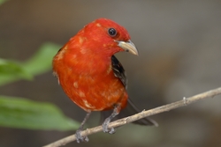 Scarlet Tanager